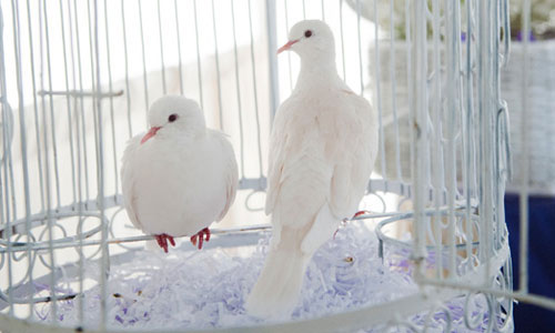 dringneck doves